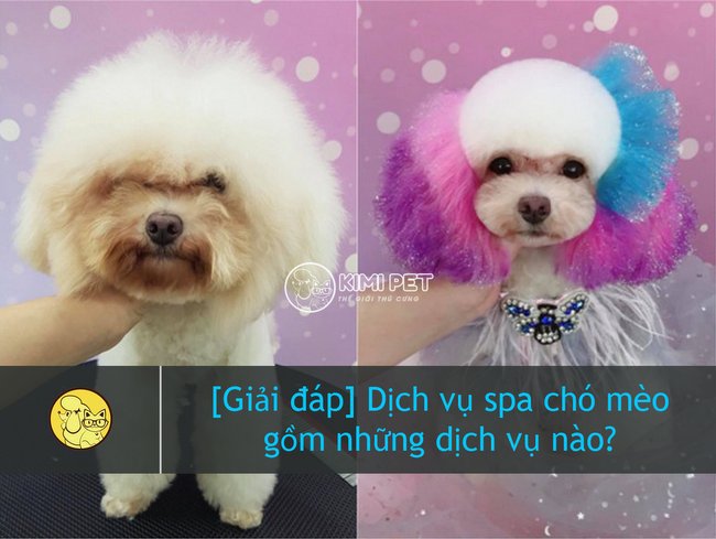 Giải đáp] Dịch vụ spa chó mèo gồm những công đoạn nào?