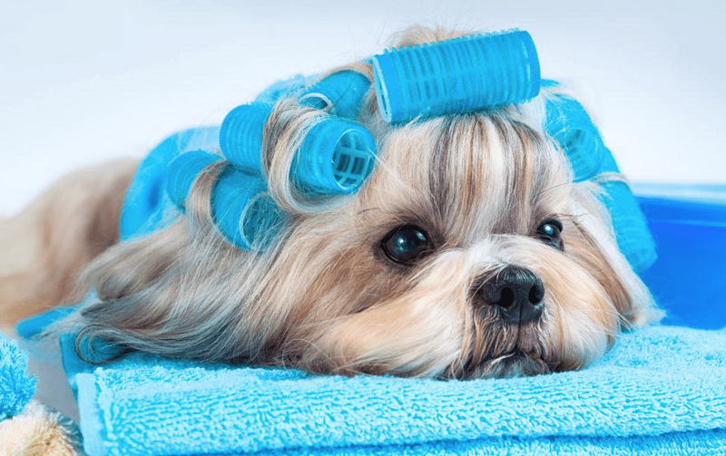 Giới thiệu dịch vụ spa thú cưng Drbull tốt nhất Quận 1 Sài ...